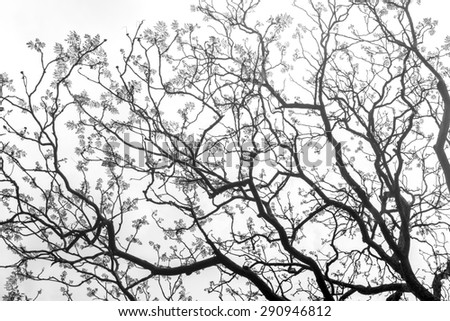 art of tree branch (Black and white)
