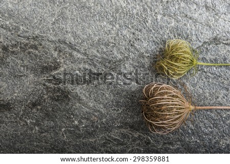 Dry plants on stone background stone background