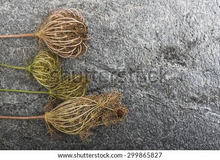 Dry plants on stone background stone background