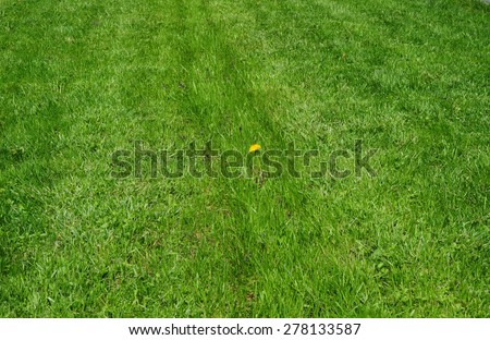 Dandelion against green short cut grass lawn