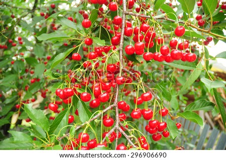 Cherry tree with ripe sour red cherries. Red and sweet cherries on a branch just before harvest in summer.