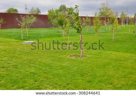 How to grow fruit trees  in a small garden space. Fruit trees planting