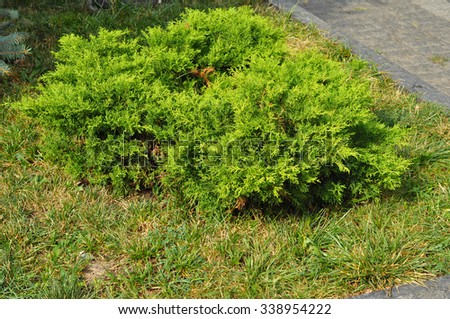 Bush of juniper, the evergreen coniferous plant with scale-like leaves. Junipers are coniferous plants in the genus Juniperus of the cypress family Cupressaceae.