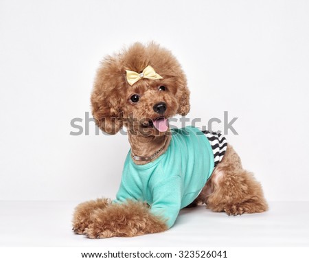 Red Poodle puppy sits on a white background