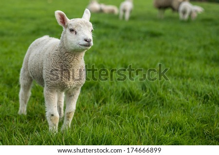 Little Lamb Standing Alone With Its Family In The Background