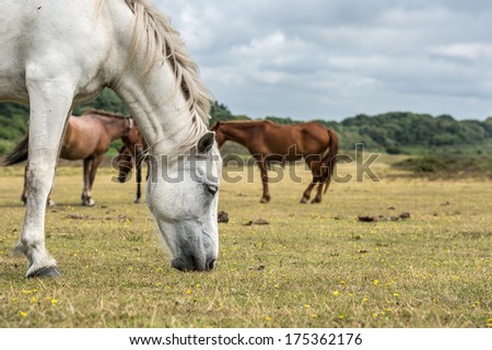 White pony in New Forest National Park