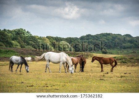 Pony\'s in New Forest National Park