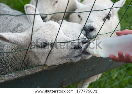 Lambs fed from drinking bottle