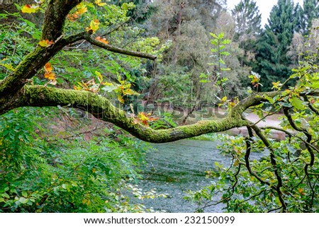 Tree branch covered with moss and in the background a forest with at lake