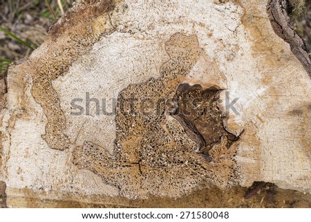 Abstract, wavy pattern in the wood of a tree stump