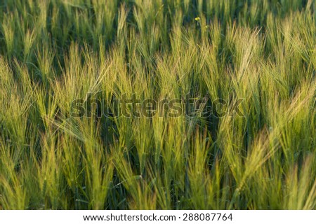 Young green barley ears, barley field.