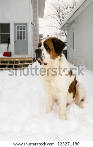 A giant Saint Bernard dog sits in a snowy back yard with a house and deck in the background