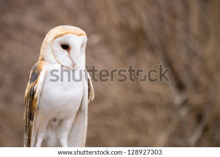 A barn owl (tyto alba) stands alert.
