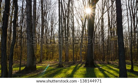 The sun shines through the trees at the edge of a forest on early a spring evening.