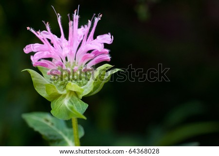 A single bee balm flower against a darker background