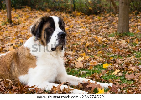 A giant breed St. Bernard dog lays in a leaf covered lawn.