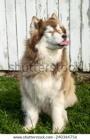 A silly Siberian Husky dog sticks it\'s tongue out at the camera.