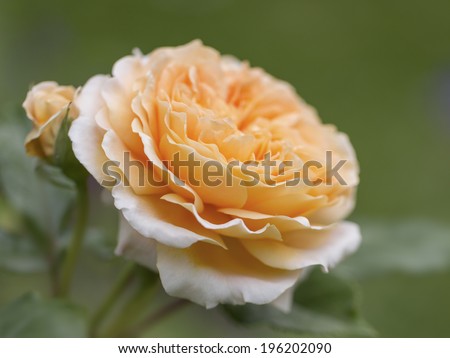 Close up of a perfect fresh orange rose growing in the garden, symbolic of romance and love, with shallow doff