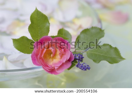 Beautiful pink rose and blue lavender in a glass dish lined with soft pink rose petals in a romantic Valentines or anniversary background