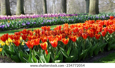 Many colorful tulips growing under soft spring sunshine in the park