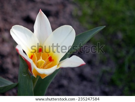 The bright colorful tulip growing under soft spring sunshine