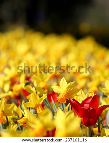 The big amount of yellow tulips under spring sunshine