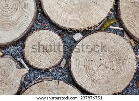 Saw cut trees rounds laying on the ground