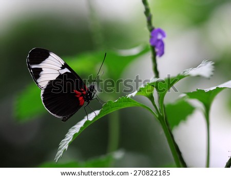 The black white stripe butterfly sitting on green leave macro shot