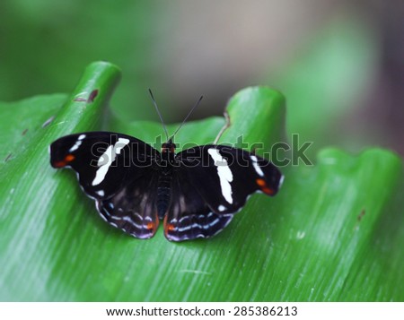 The black butterfly with white stripes sittIng on green leave