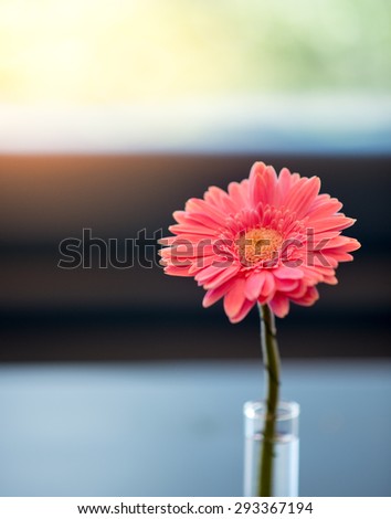 Beautiful flower in the vase in front of the window in the sunny day