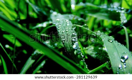 Water droplets on the grass after the rain. closeup