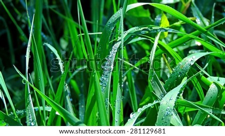 Water droplets on the grass after the rain. closeup