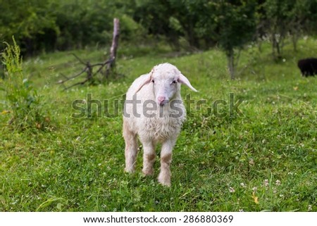 lamb, grazing on the grass