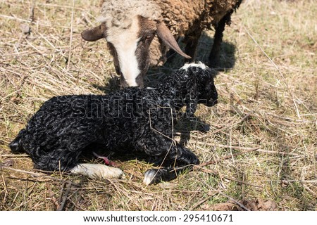 the newborn lamb next to her mother and the other lamb other sheep