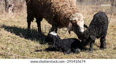 the newborn lamb next to her mother and the other lamb other sheep