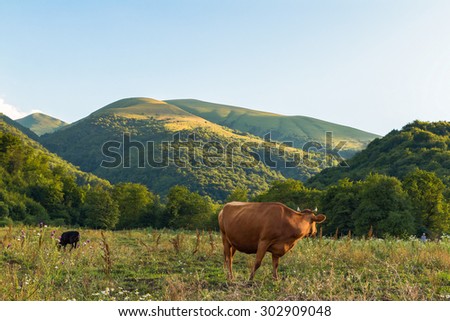 Landscape. Cow grazing on a meadow and curiously looking at the shepherd. The photo was taken during sunset in Dagestan (Caucasus)