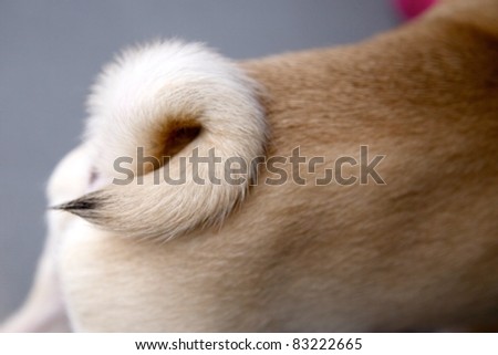 Small pug dog tail horizontal