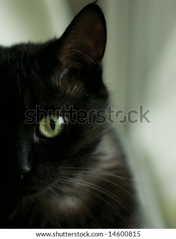 black cat eyes. stock photo : lack cat#39;s eye