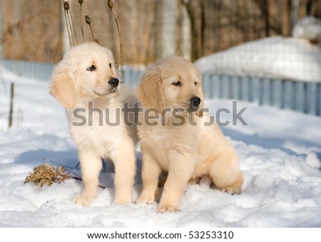 stock photo : Two golden retriever puppies in snow