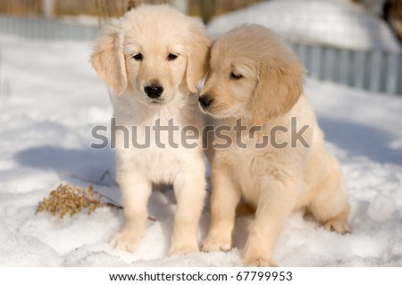 Golden Retriever Puppies In The Snow. stock photo : Two golden retriever puppies in snow