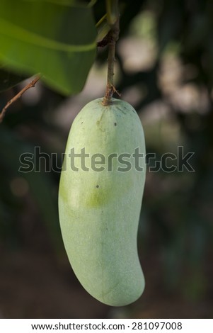 Mango tree with full of fruits