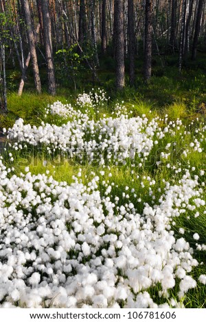Cotton-grass, blossoming on suburb of boggy wood