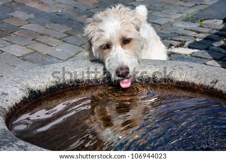 The white dog who is drinking up water from the tank of a drinking fountain