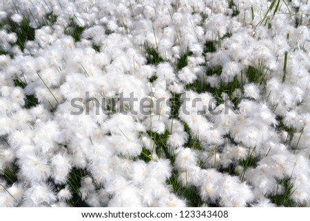 Site of a bog with blossoming cotton-grass, Russia, Siberia