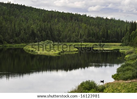 The river with quiet current into which water the dog enters, Sakha (Yakutia) Republic, Eastern Siberia, Russia