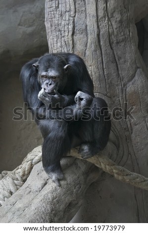 The monkey who has settled down on a tree in a zoo of Barcelona