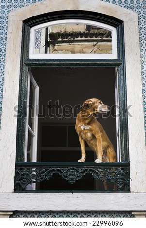 Standing in a window of the house a dog and looking at street