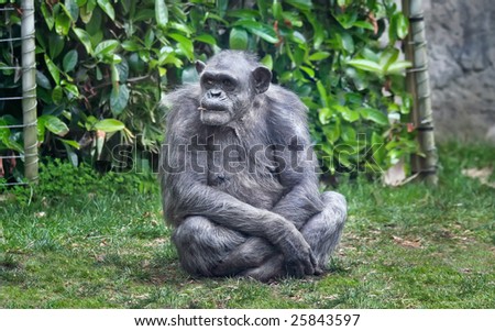 Old chimpanzee sitting on the earth with a philosophical sight