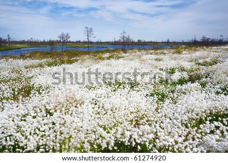 Site blossoming cotton-grass against trees and a reservoir