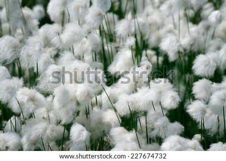 Blossoming cotton-grass